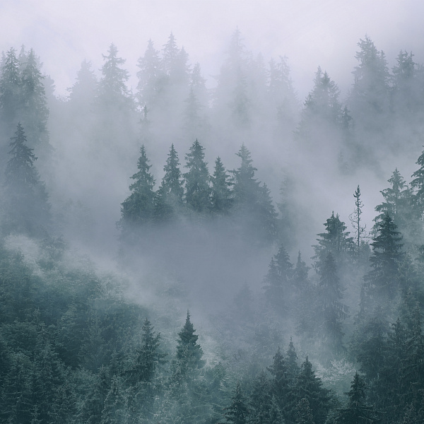 Лес в тумане 11245 - G мнеобои